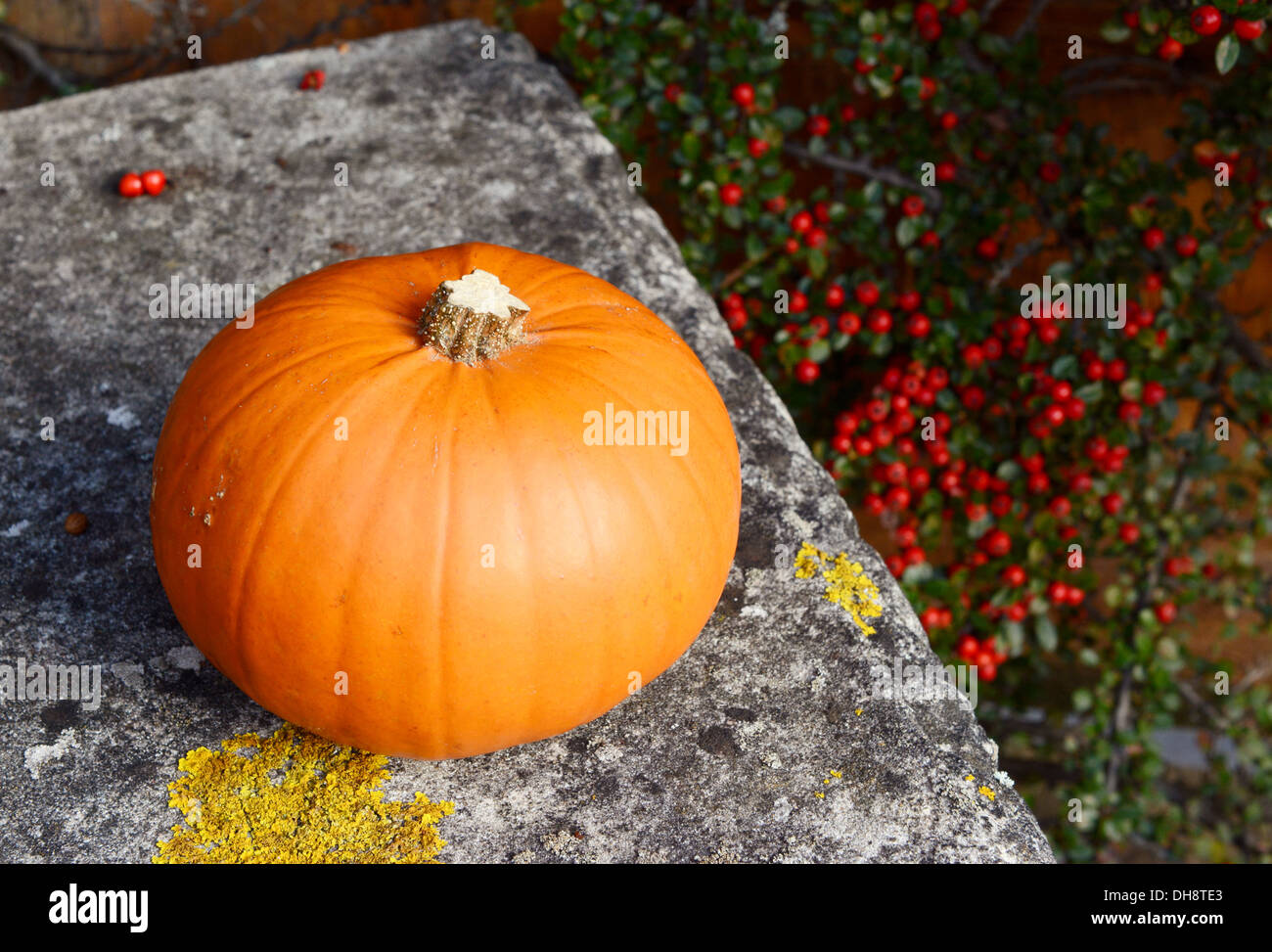 Ripe pumpkin on a stone bench against a background of red cotoneaster berries Stock Photo
