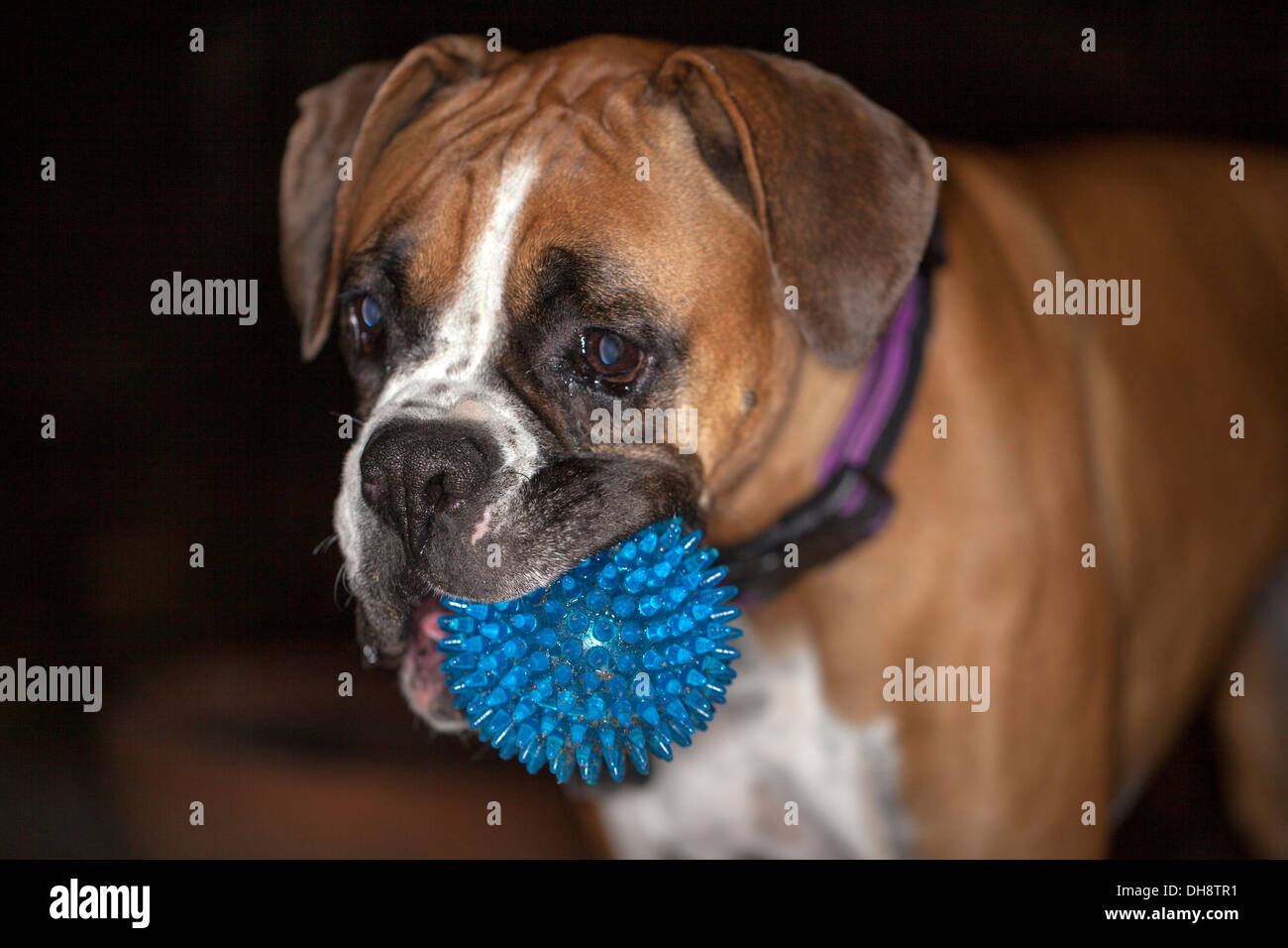 Boxer dog with a blue ball, Novato, Marin County, California, USA. Stock Photo