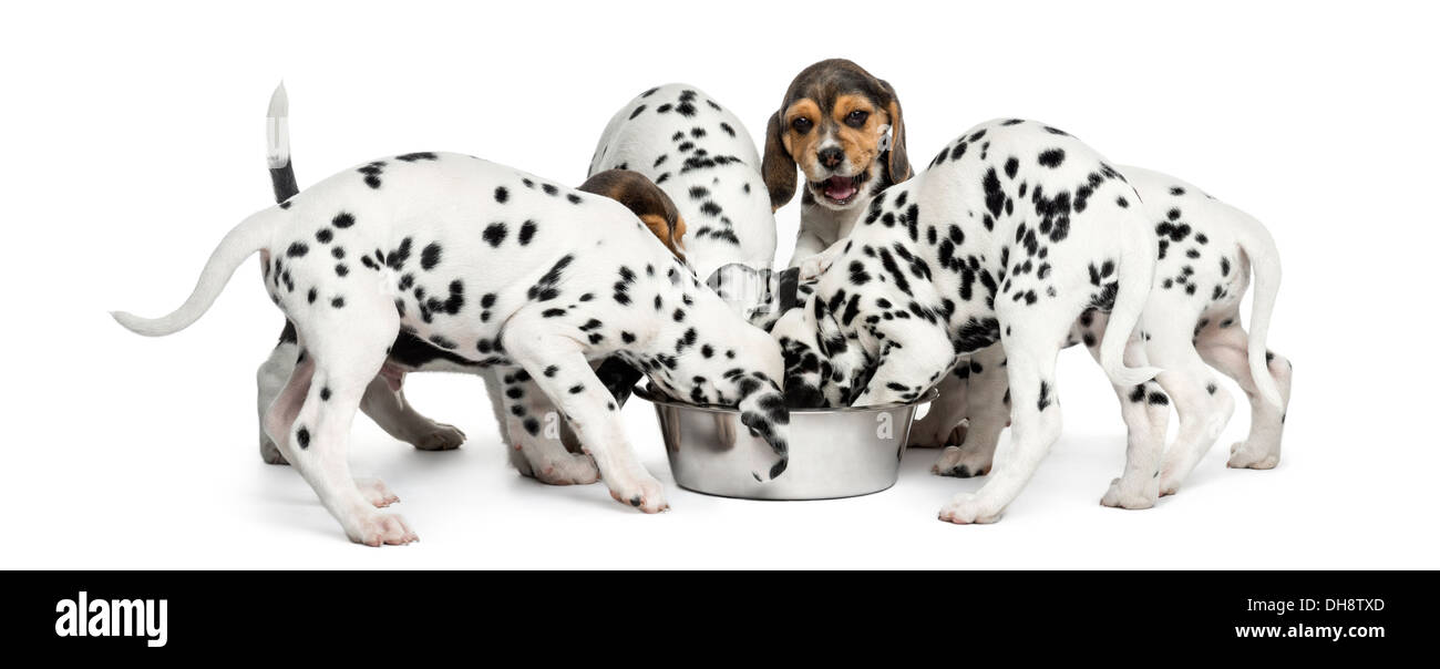 Group of Dalmatian and Beagle puppies eating all together against white background Stock Photo