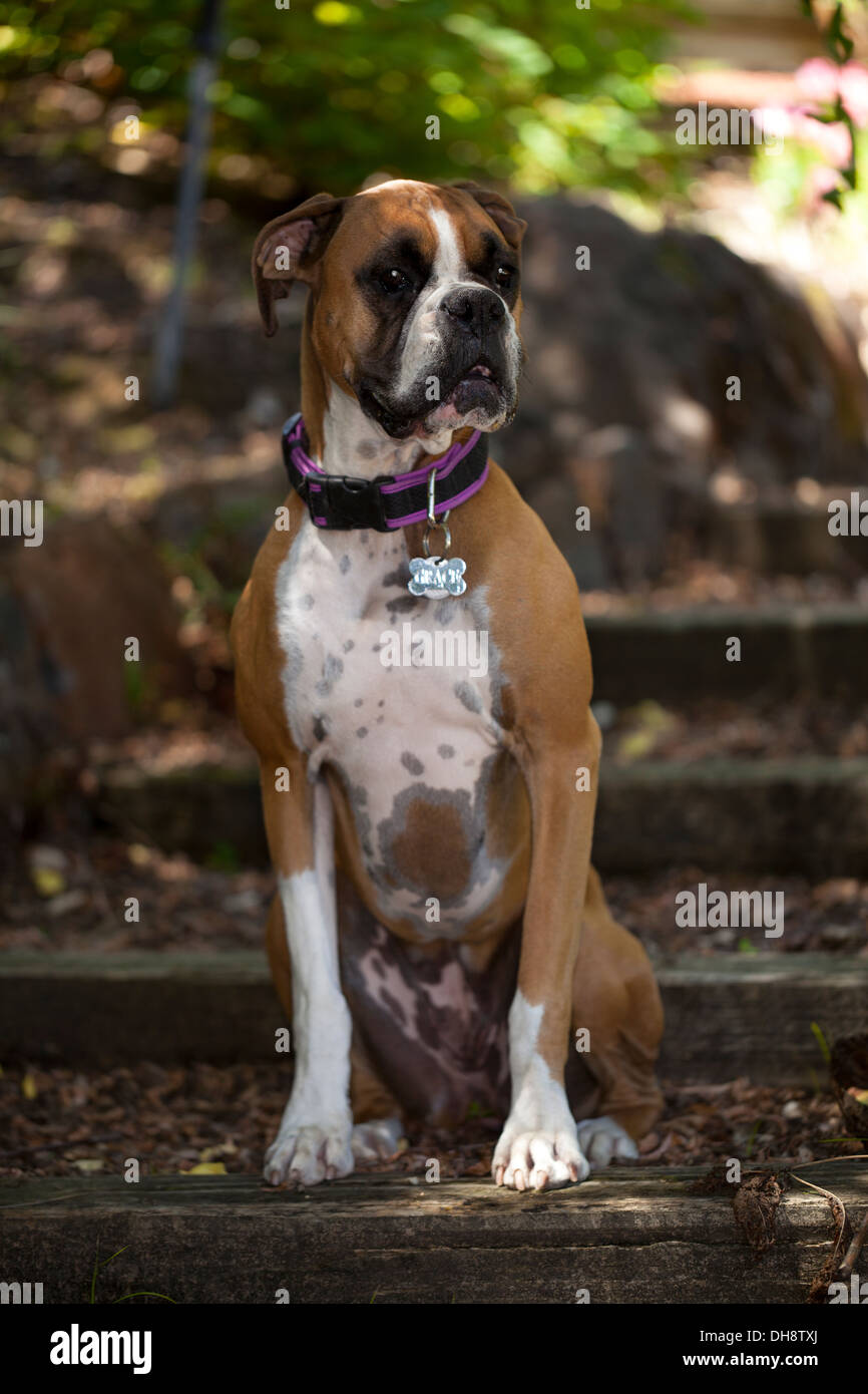 Boxer dog posing for pictures, Novato, Marin County, California, USA. Stock Photo