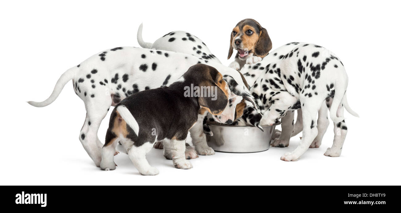 Group of Dalmatian and Beagle puppies eating all together against white background Stock Photo