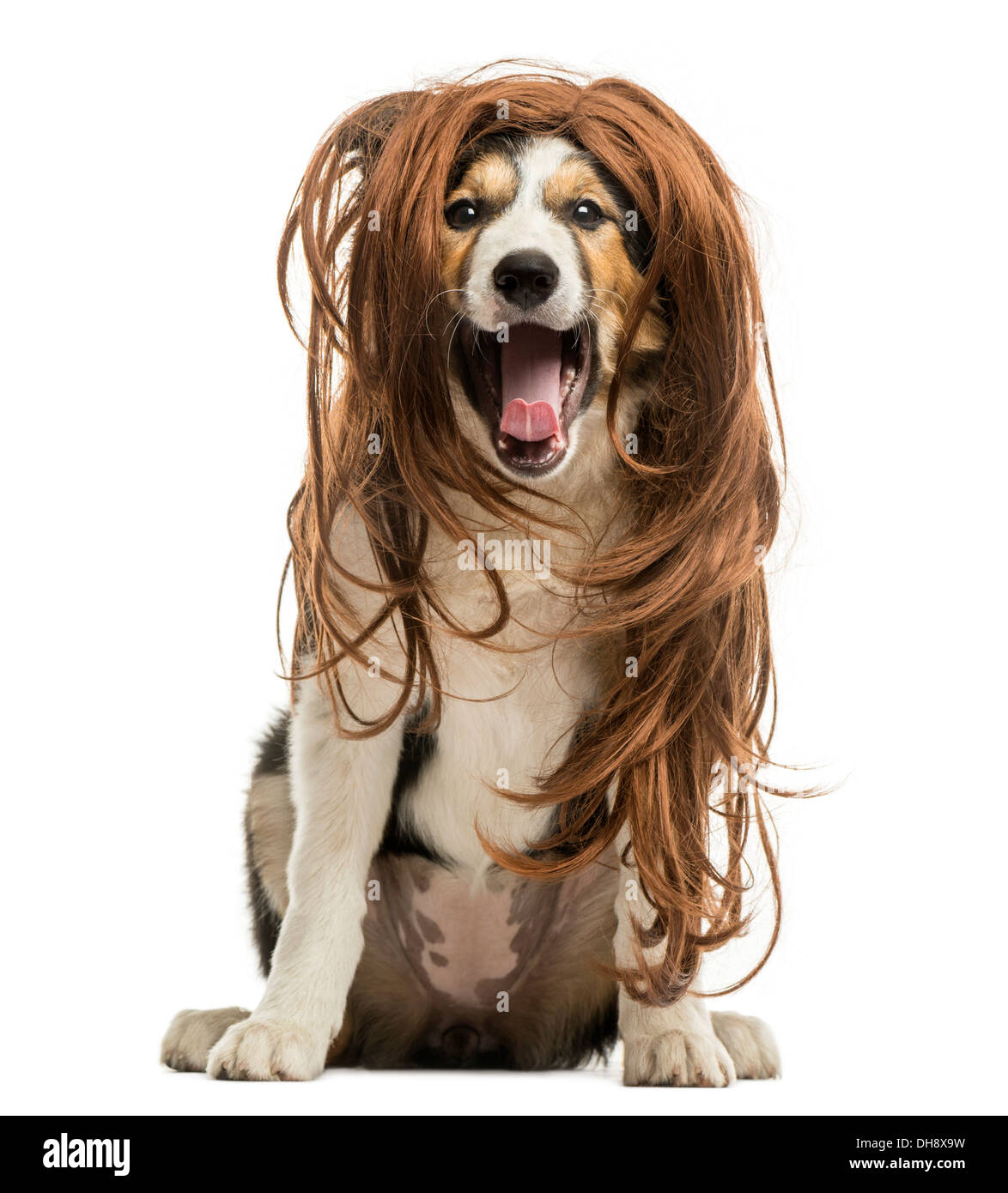 Border Collie sitting with a red hair wig against white background Stock Photo