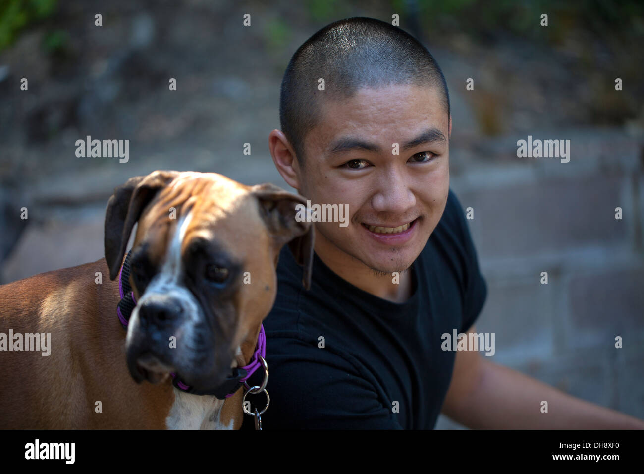 Young Asian man playing with his Boxer dog, Novato, Marin County, California, USA, North America. Stock Photo