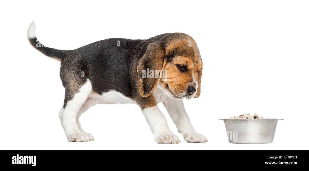 Side view of a Beagle puppy looking at his bowl with disgust against white background Stock Photo