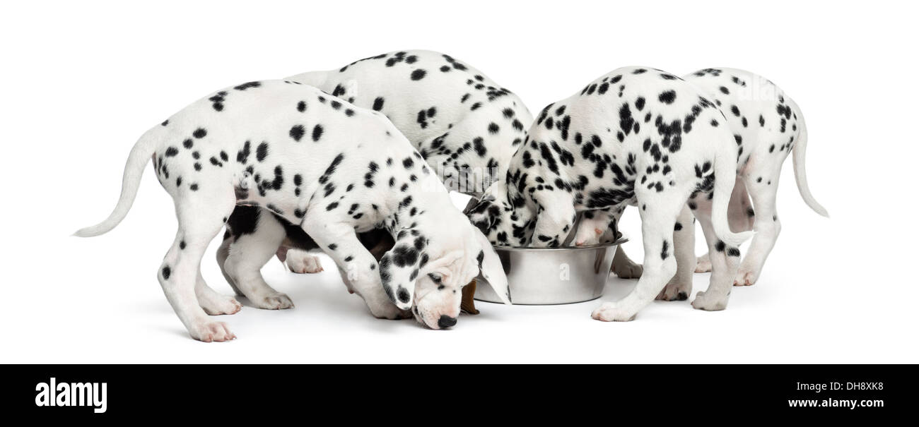Group of Dalmatian puppies eating all together against white background Stock Photo