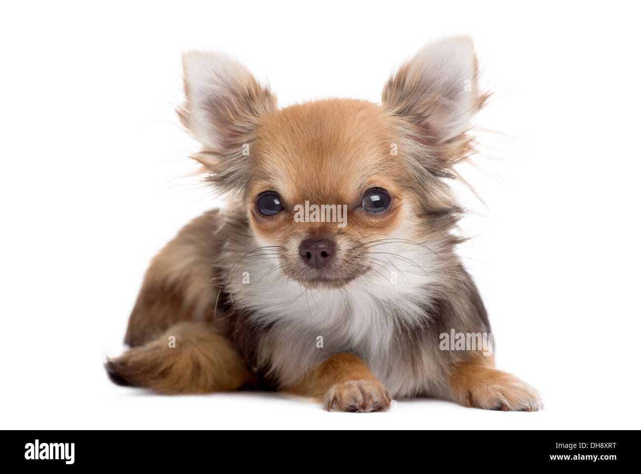 Front view of a Chihuahua lying, looking at the camera against white background Stock Photo