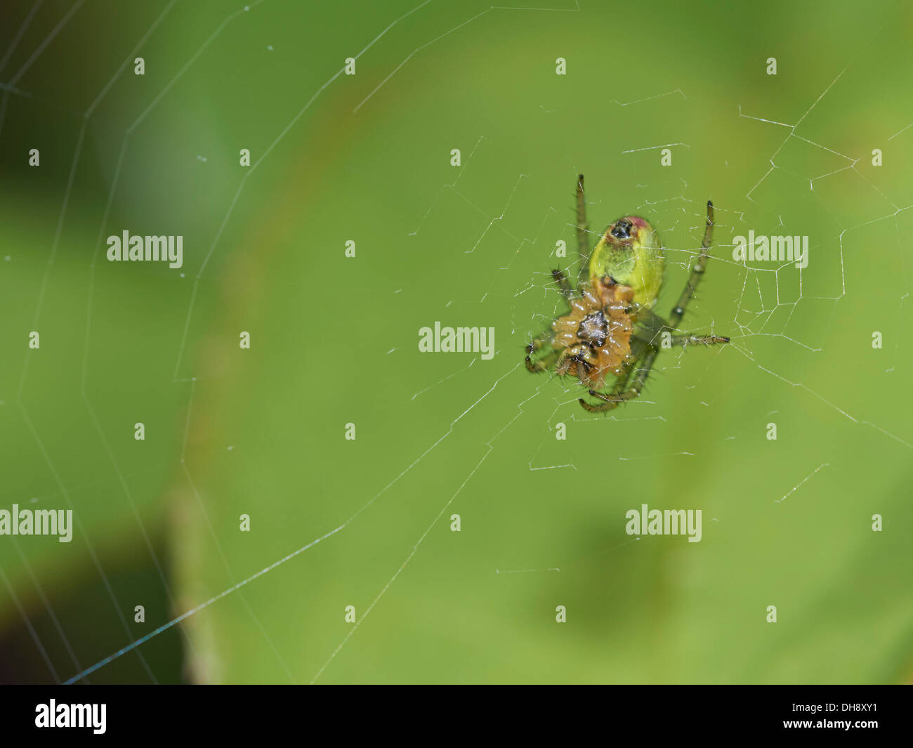 Green orb spider at its web Stock Photo Alamy