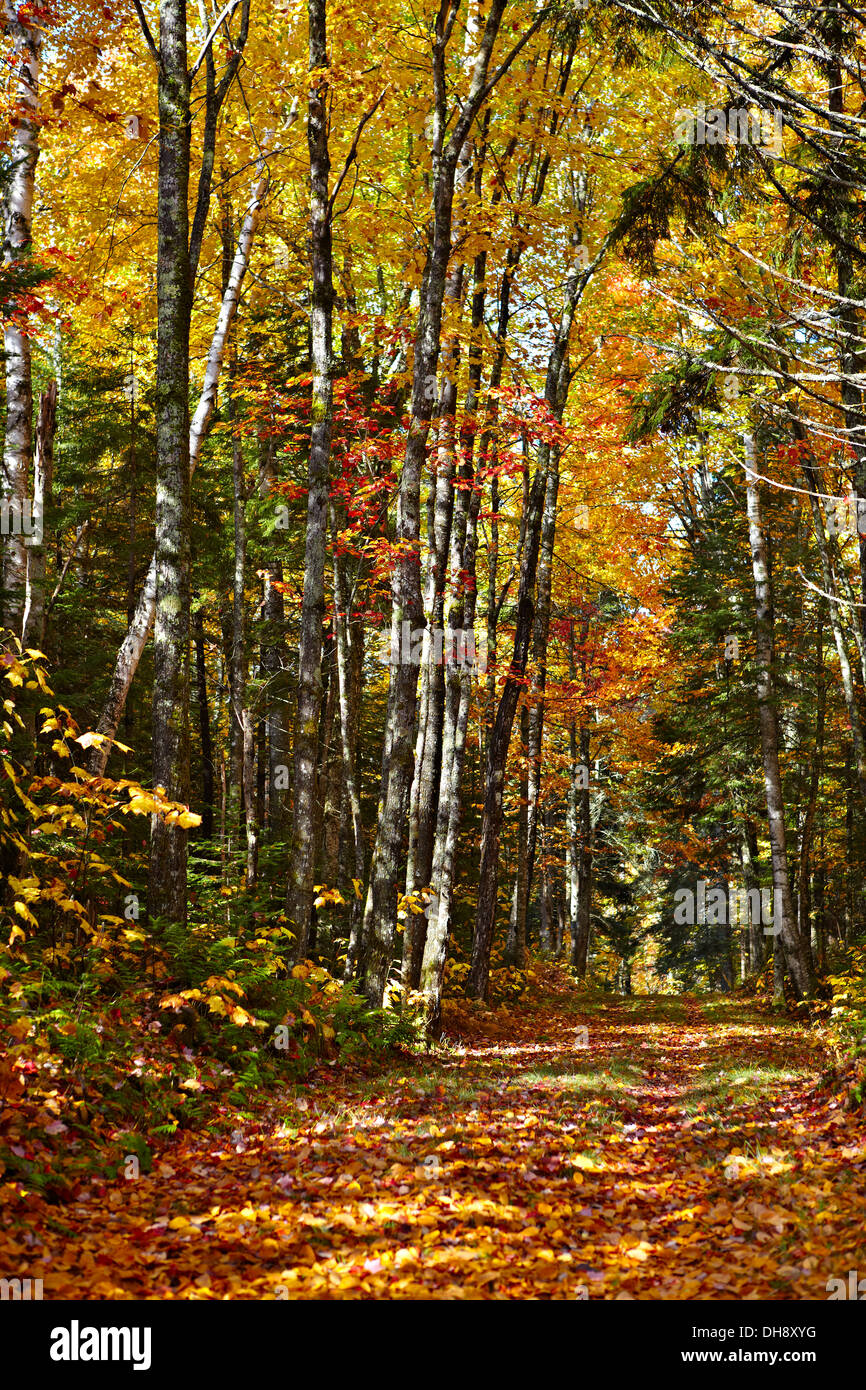 Forest road with fall leaves Stock Photo