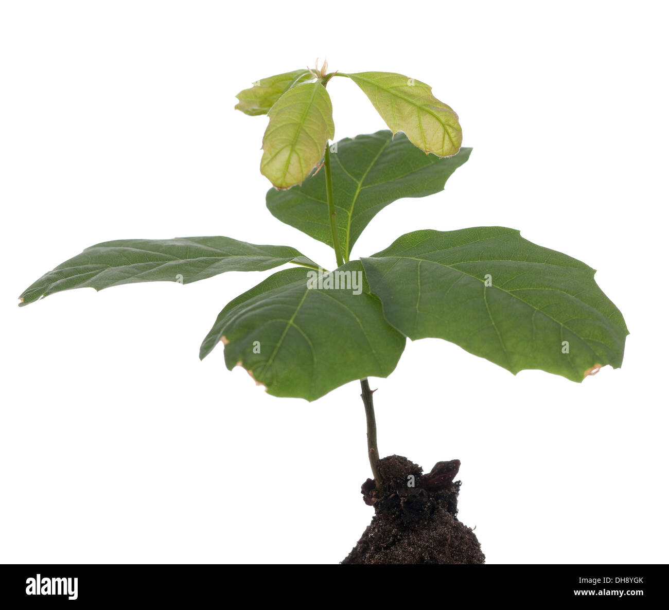 young oak seedling grows in soil on white Stock Photo