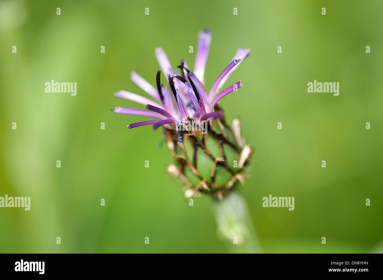 Perennial Cornflower Stock Photo Alamy