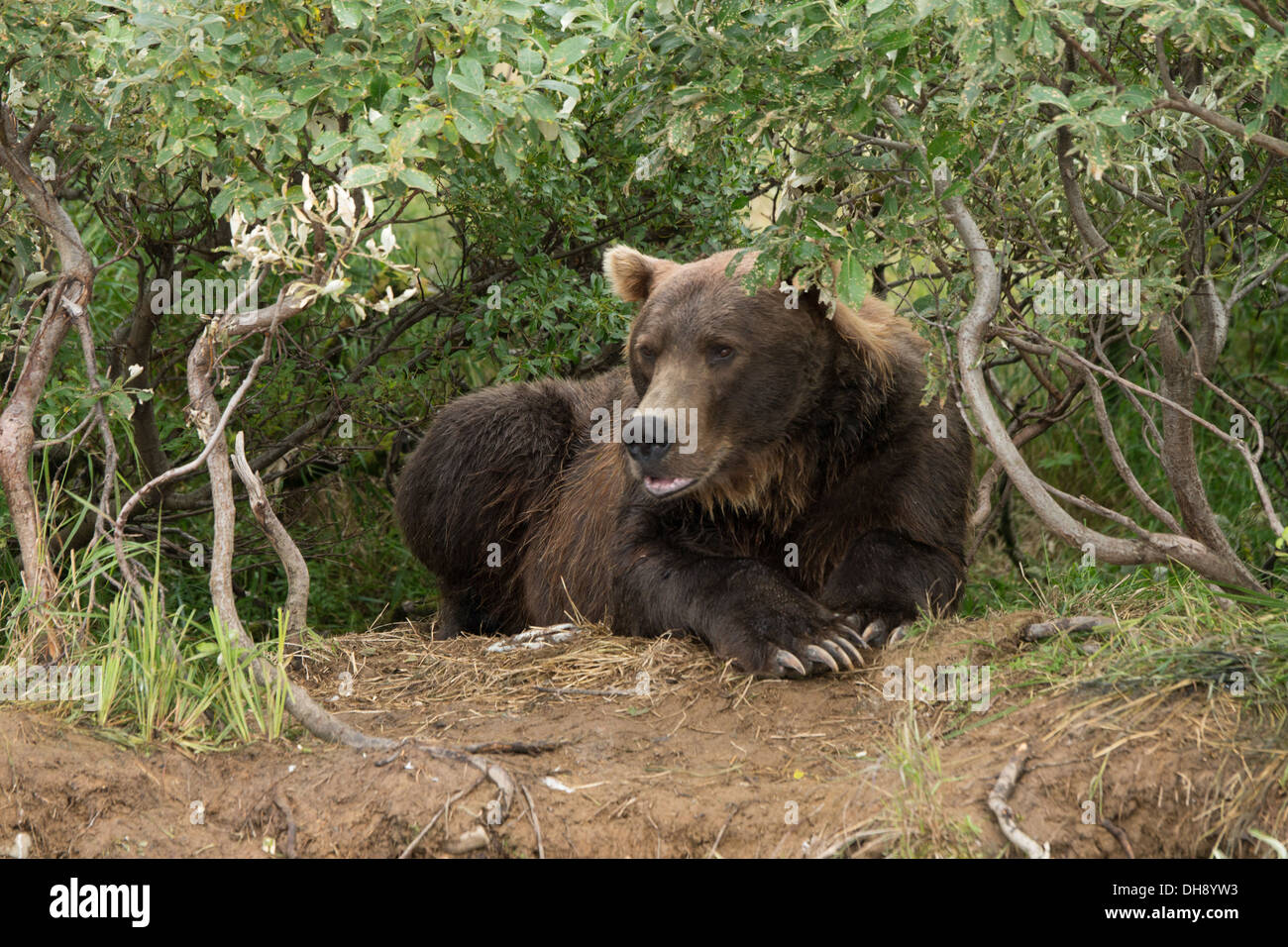 Grizzly bear (Ursus arctos gyas) laying down observing Stock Photo