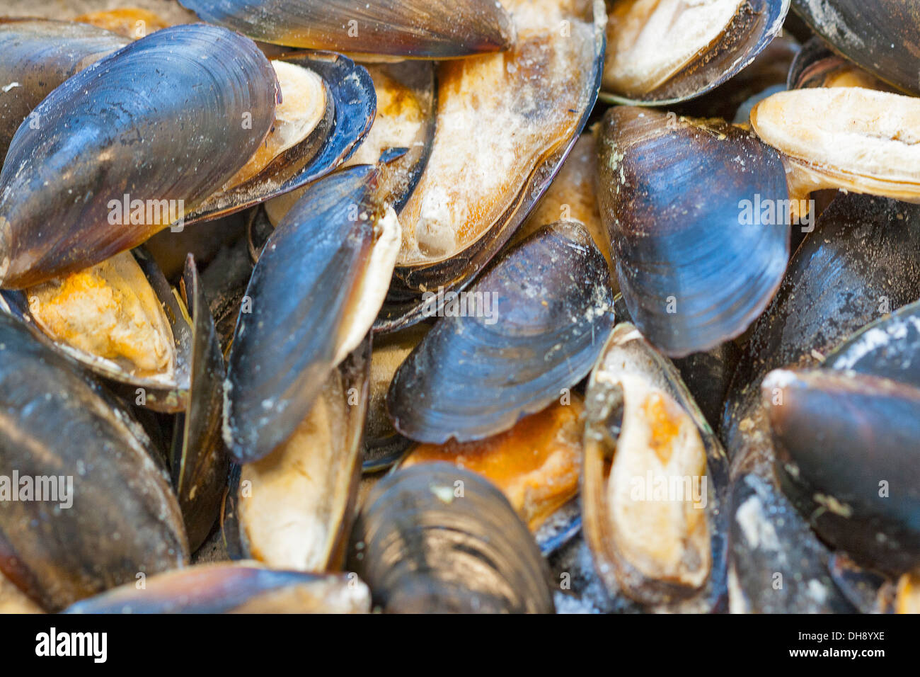 frozen fresh mussels horizontal background Stock Photo Alamy