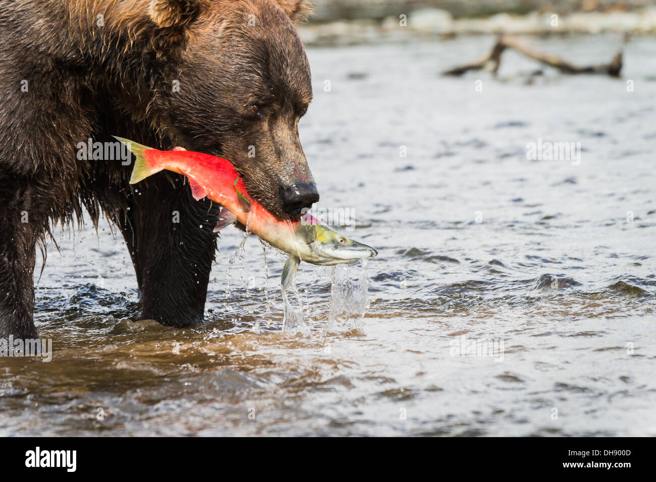 Grizzly bear (Ursus arctos gyas) fishing sockeyed salmon (Oncorhynchus nerka) Stock Photo