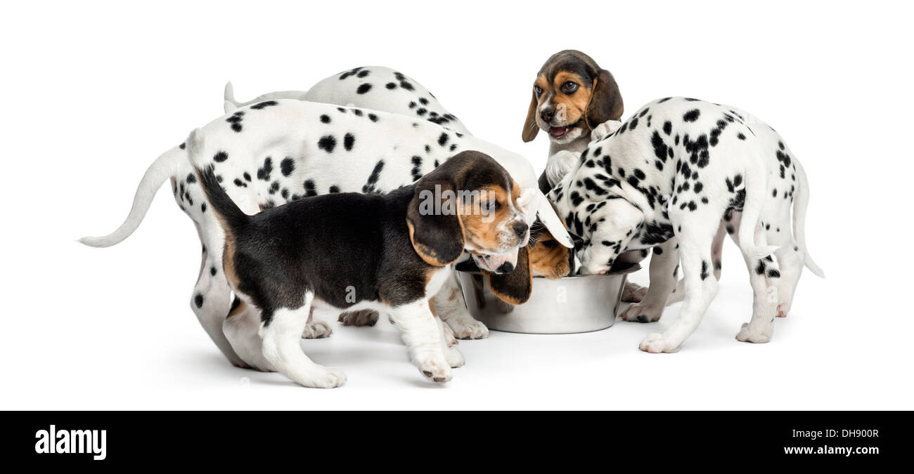 Group of Dalmatian and Beagle puppies eating all together against white background Stock Photo