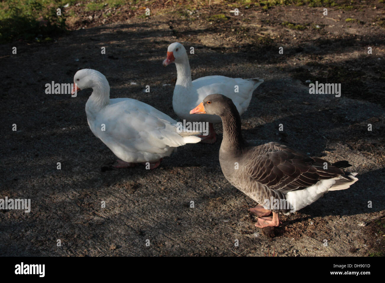 Farmyard geese Stock Photo