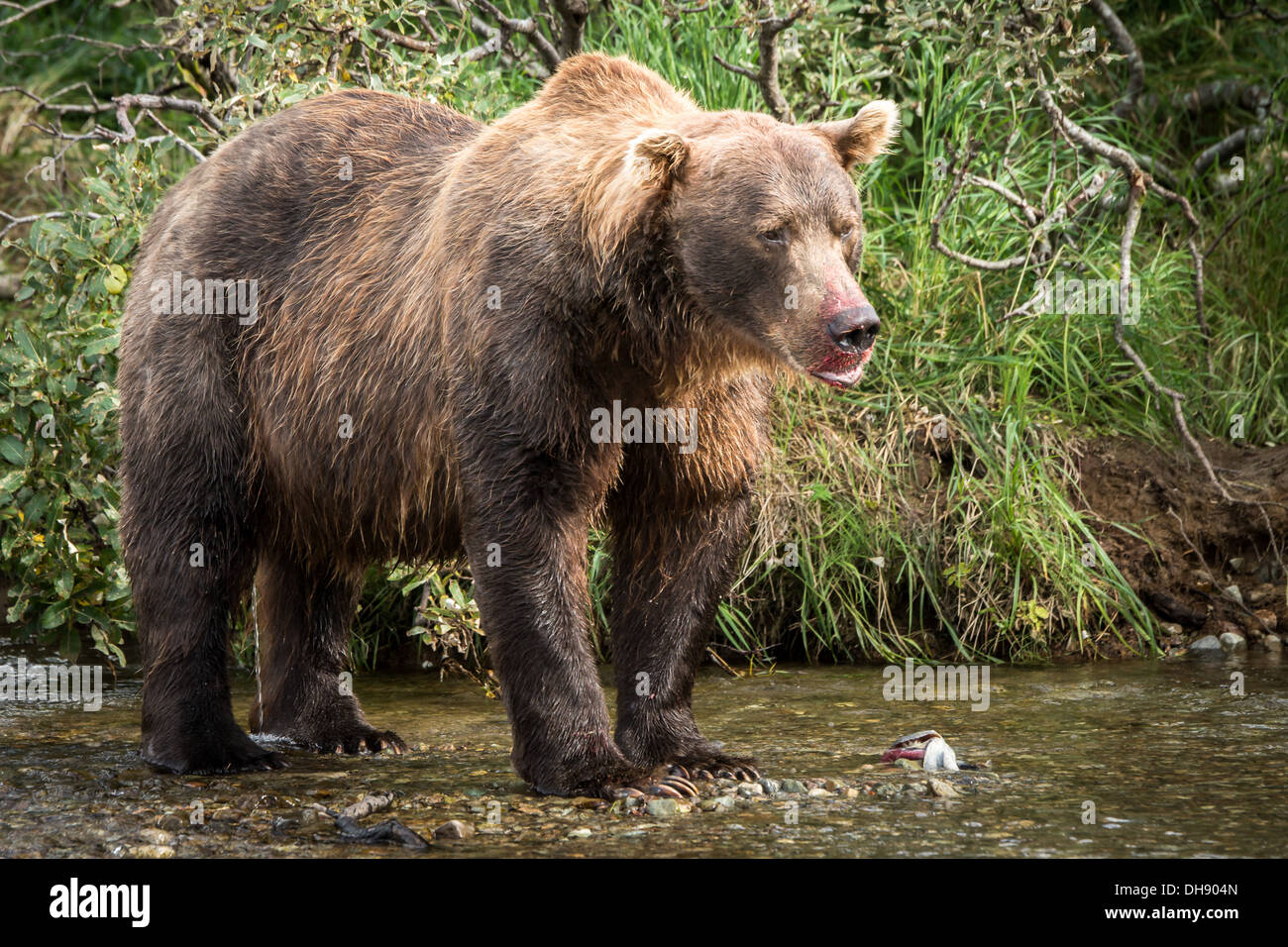 Large male grizzly bear (Ursus arctos gyas) having a meal Stock Photo