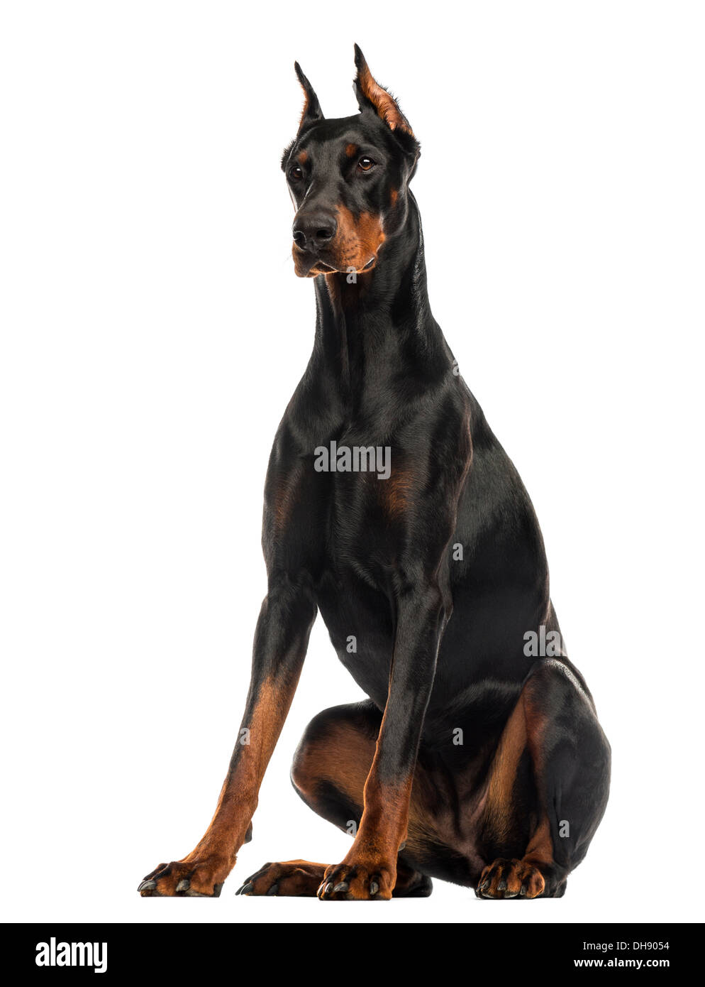 Doberman Pinscher sitting against white background Stock Photo