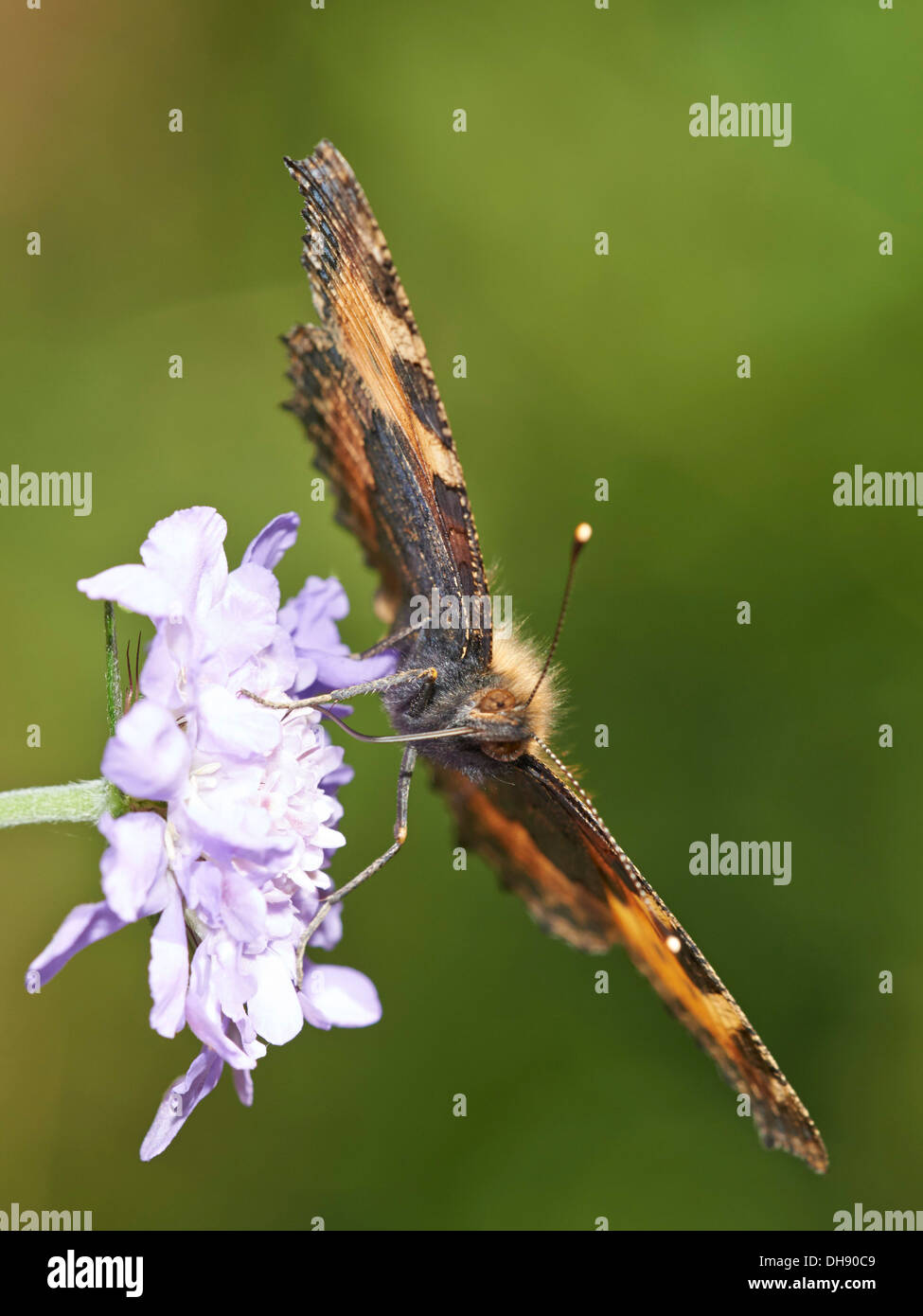 Aglais urticae Small Tortoiseshell butterfly Stock Photo