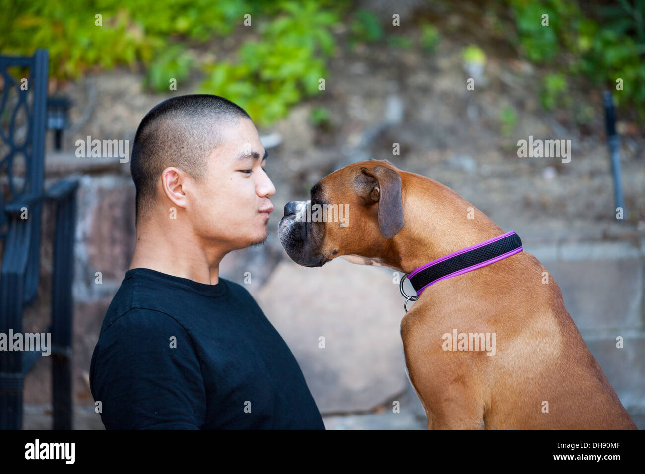 Young Asian man playing with his Boxer dog, Novato, Marin County, California, USA, North America. Stock Photo