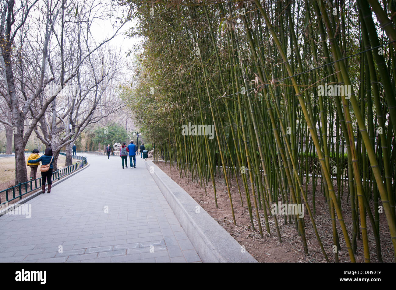 Phyllostachys propinqua bamboo, Zizhuyuan Park commonly known as Purple or Black Bamboo Park in Haidian District, Beijing, China Stock Photo