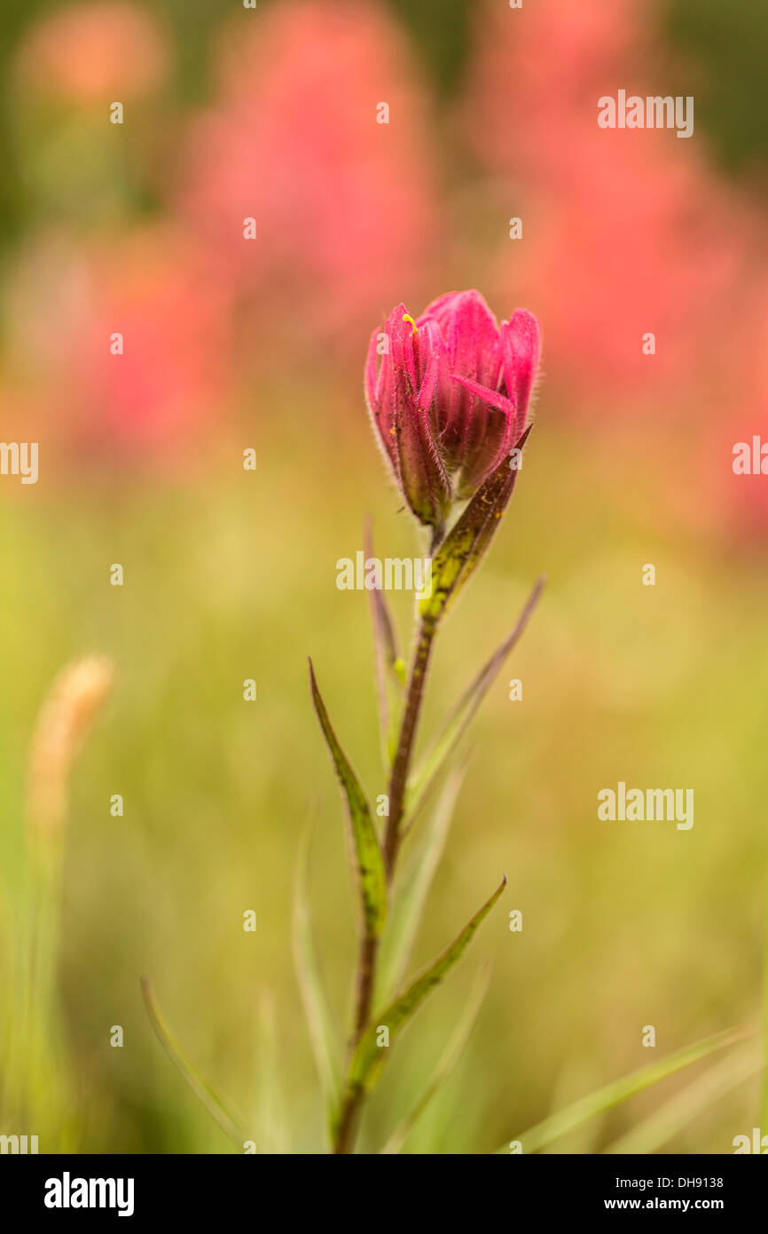 Indian paintbrush, Castilleja linariifolia. Single flower comprising of pink bracts and sepals. Stock Photo