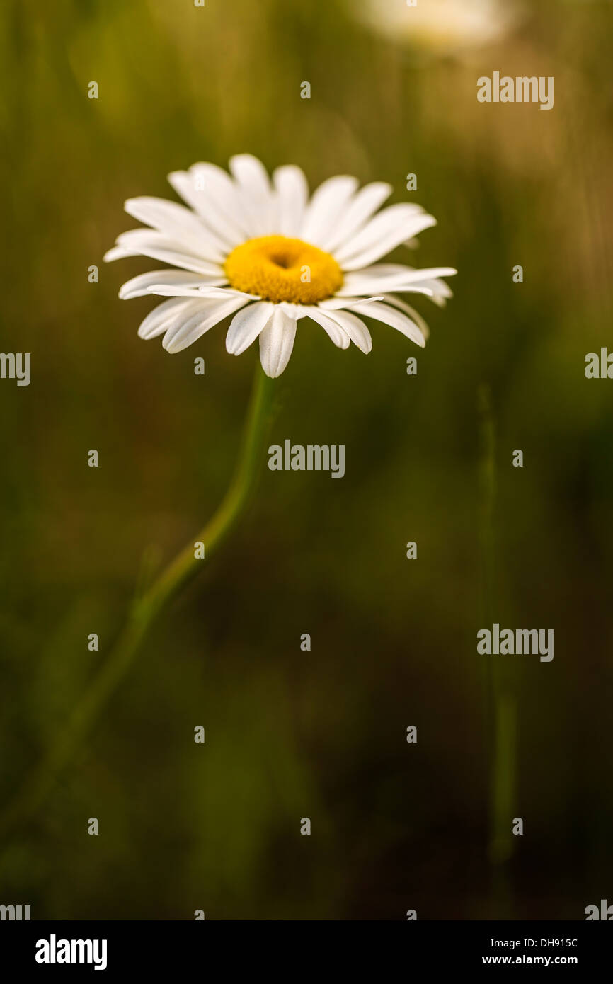 Ox-eye daisy, Leucanthemum vulgare. Single flower with white petals surrounding yellow centre. Stock Photo