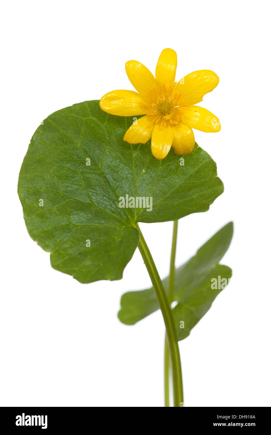 young yellow flower( Ranunculus ficaria) on white Stock Photo