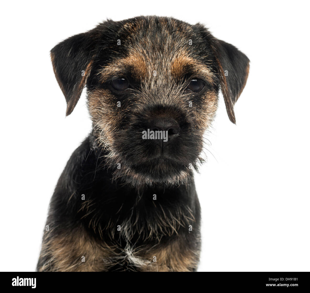 Close Up Of A Border Terrier Puppy Looking At The Camera Against Stock Photo Alamy
