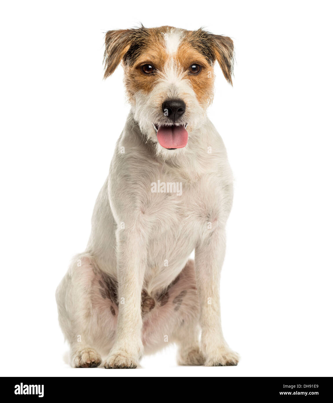 Parson Russel Terrier sitting, looking at the camera, panting against white background Stock Photo