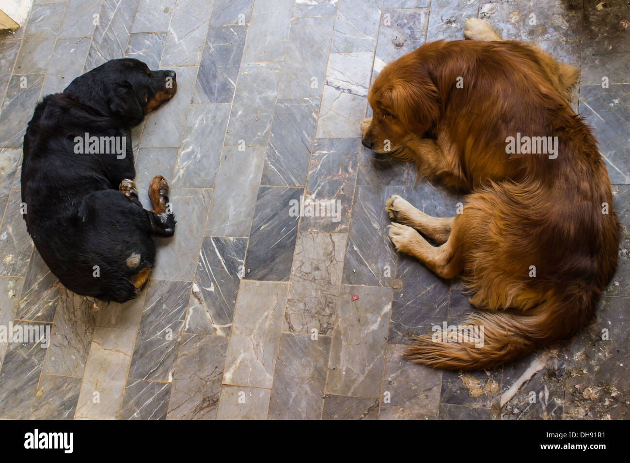 Two Dog Sleep on Marble Floors Stock Photo