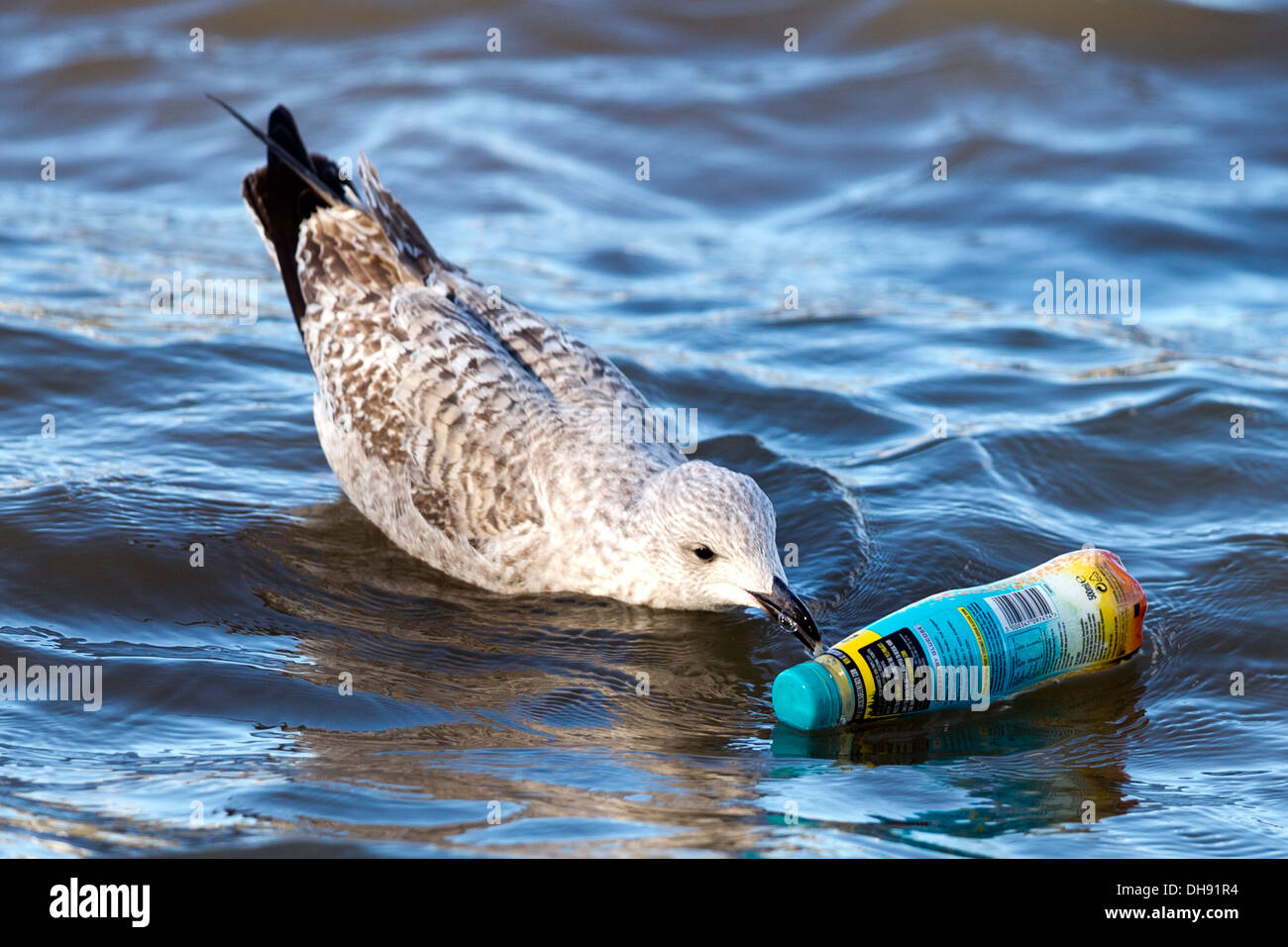 Gull attempting to eat a plastic bottle, River Thames, London Stock