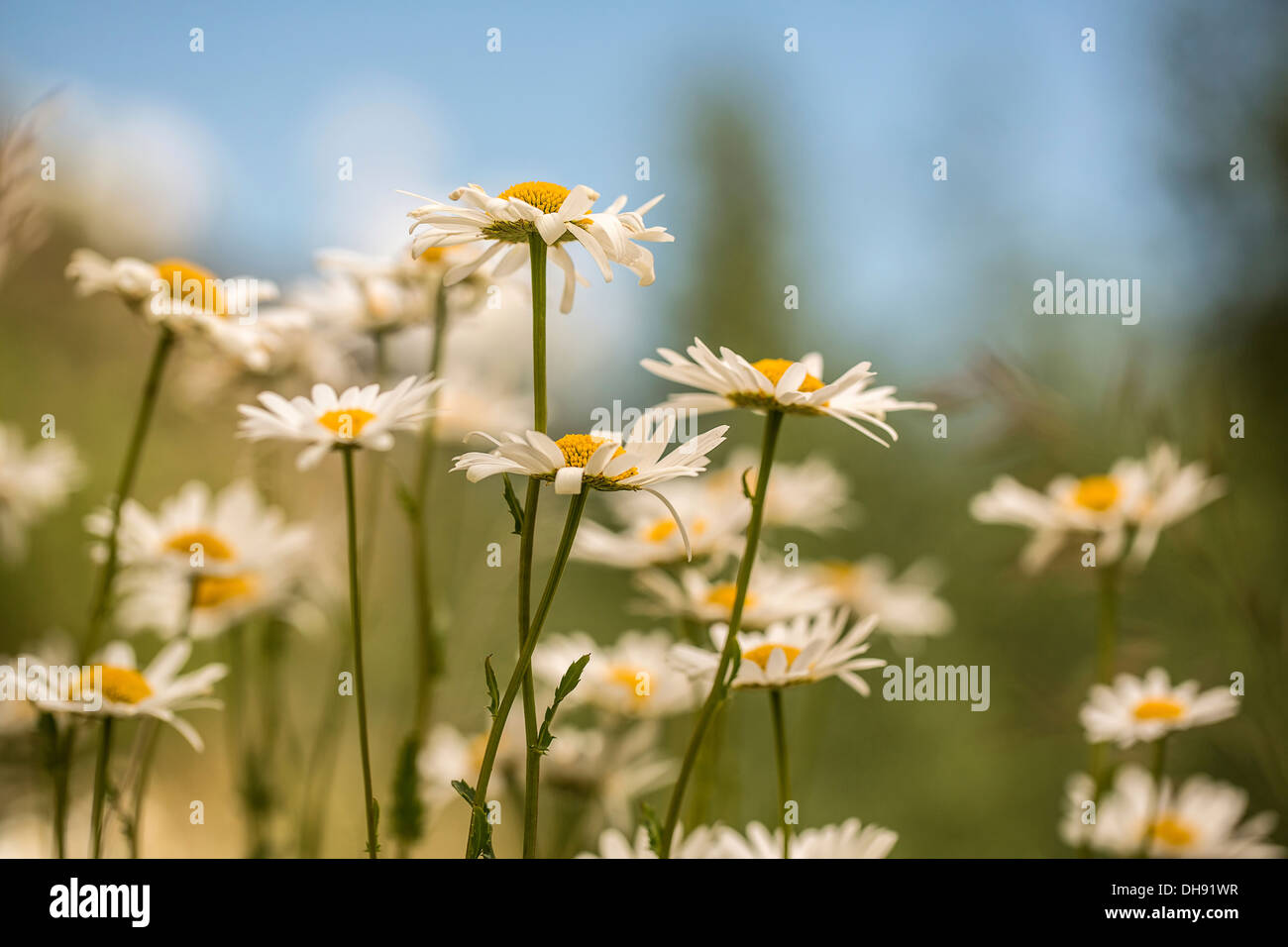 Ox-eye daisy, Leucanthemum vulgare. Group of Ox-eye daisies with white petals surrounding yellow centres. Stock Photo