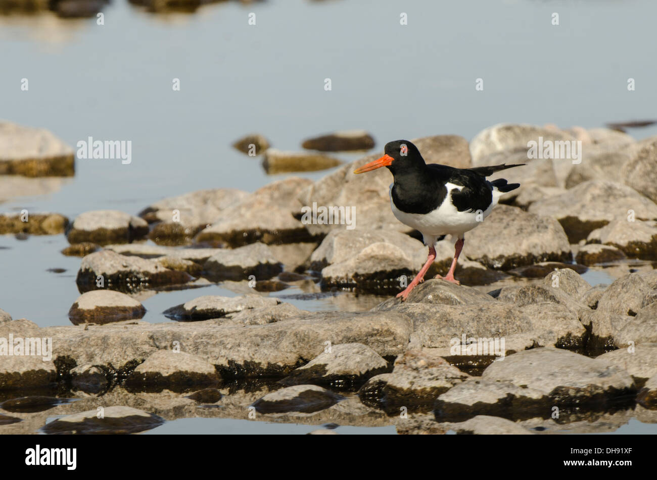 Oystercatcher walking on loch shoreline Stock Photo Alamy