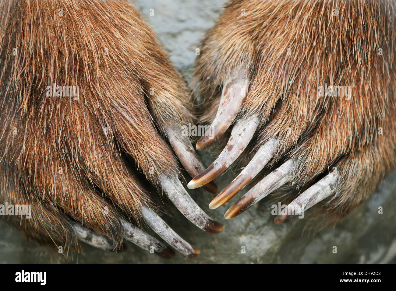 Captive: Close Up Of Brown Bear Paws And Claws, Alaska Wildlife And Conservation Center, Southcentral Alaska Stock Photo