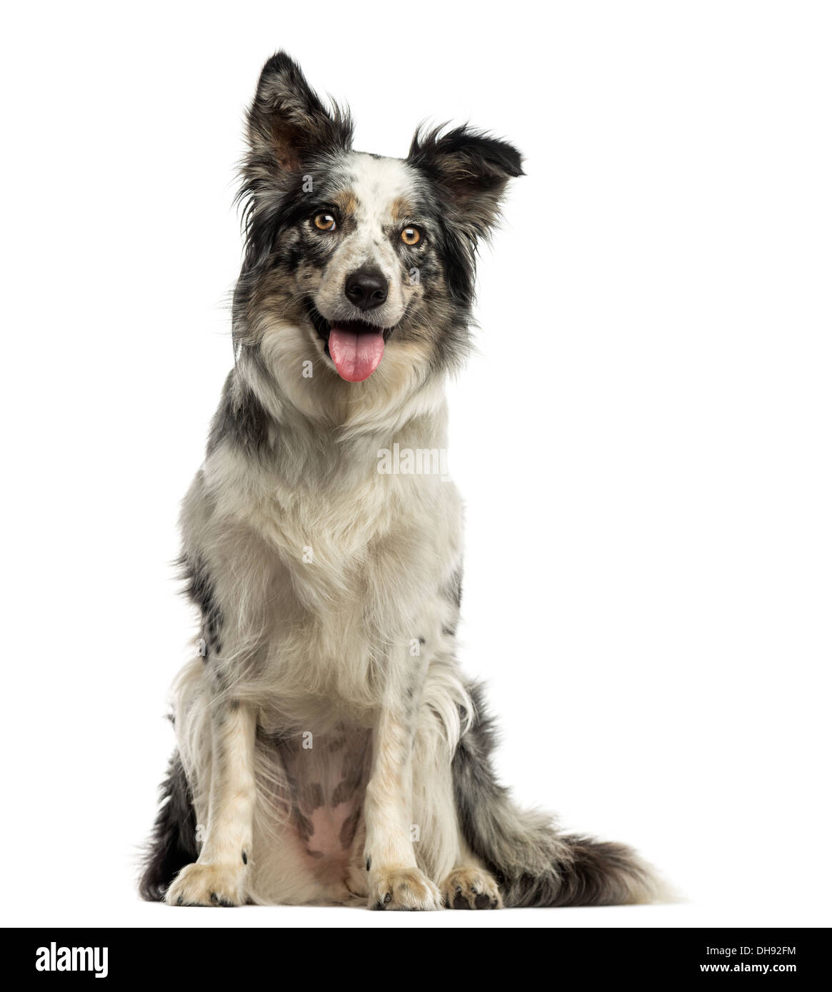 Border collie panting, sitting against white background Stock Photo Alamy
