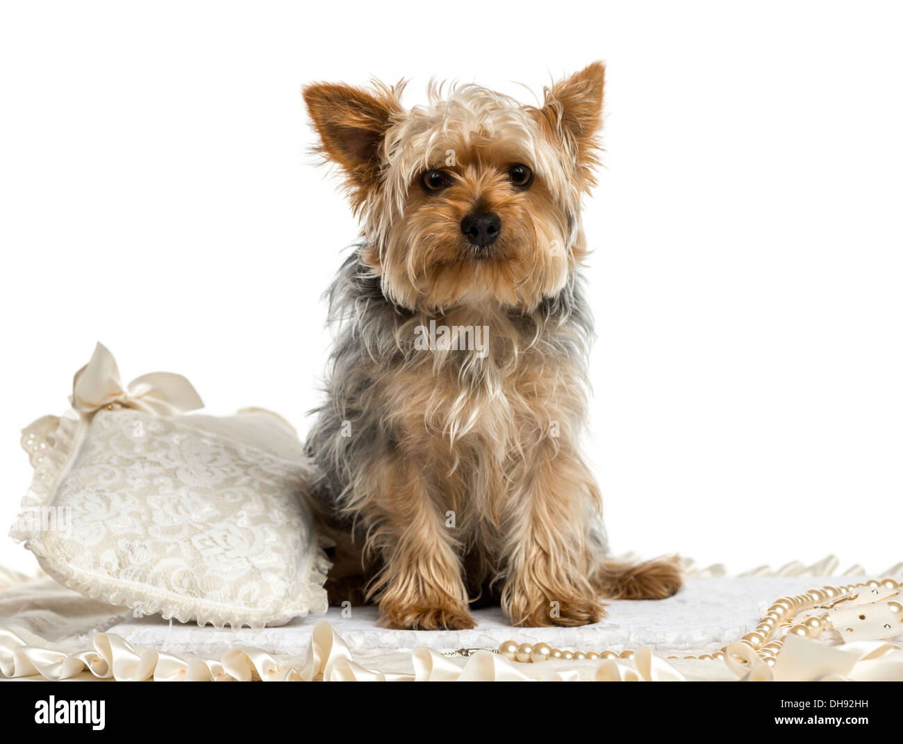 Yorkshire Terrier sitting on rug against white background Stock Photo