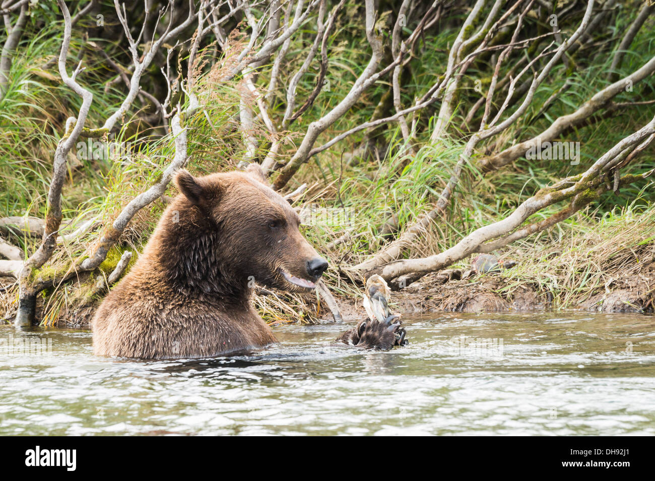 Grizzly bear (Ursus arctos gyas) seated in a river and eating Stock Photo
