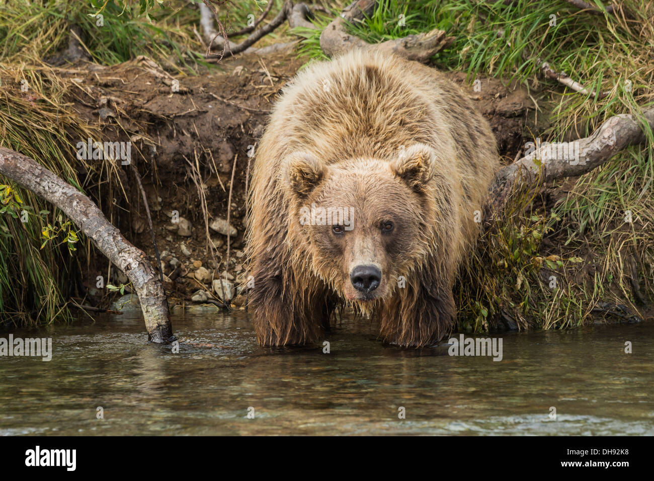 Grizzly bear (Ursus arctos gyas) staring Stock Photo