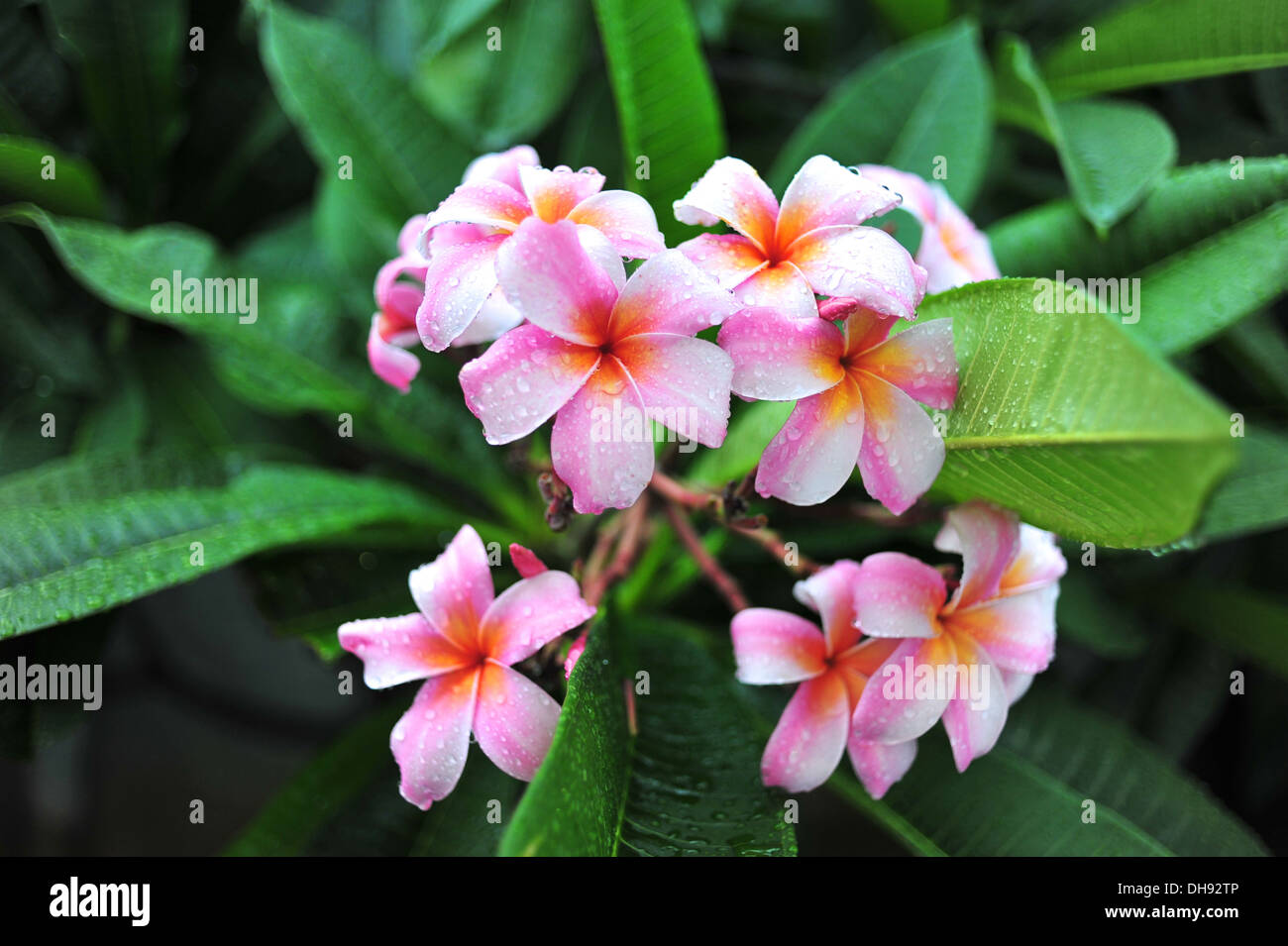 Frangipani flowers Stock Photo