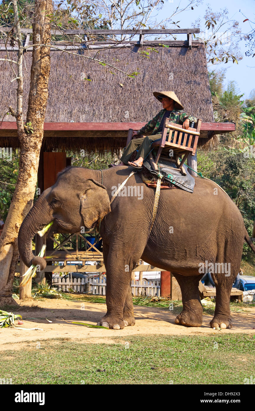 Vertical close up of an elephant and mahout at an elephant sanctuary in Laos. Stock Photo