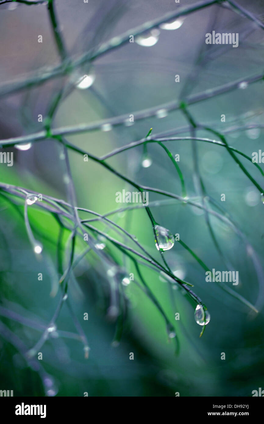 Dew drops on plant Stock Photo
