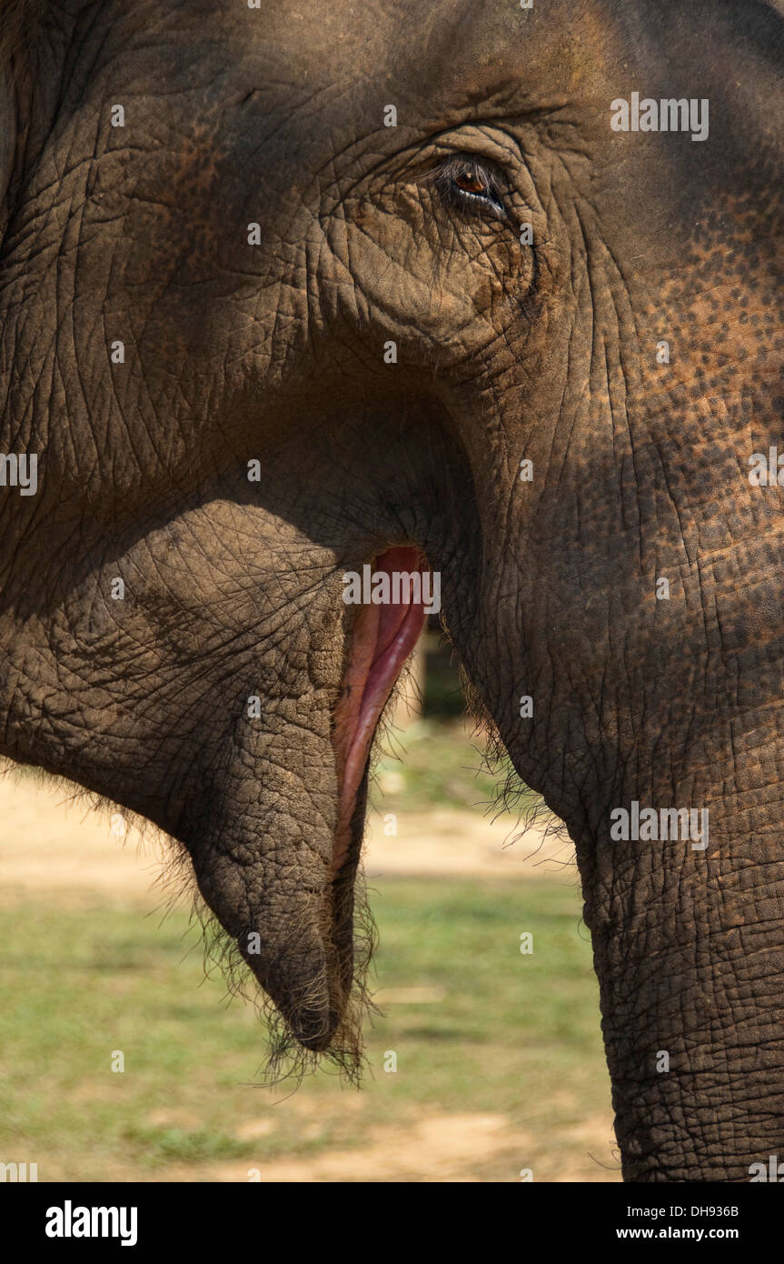 Vertical close up of at an Asian elephant sanctuary in Laos. Stock Photo