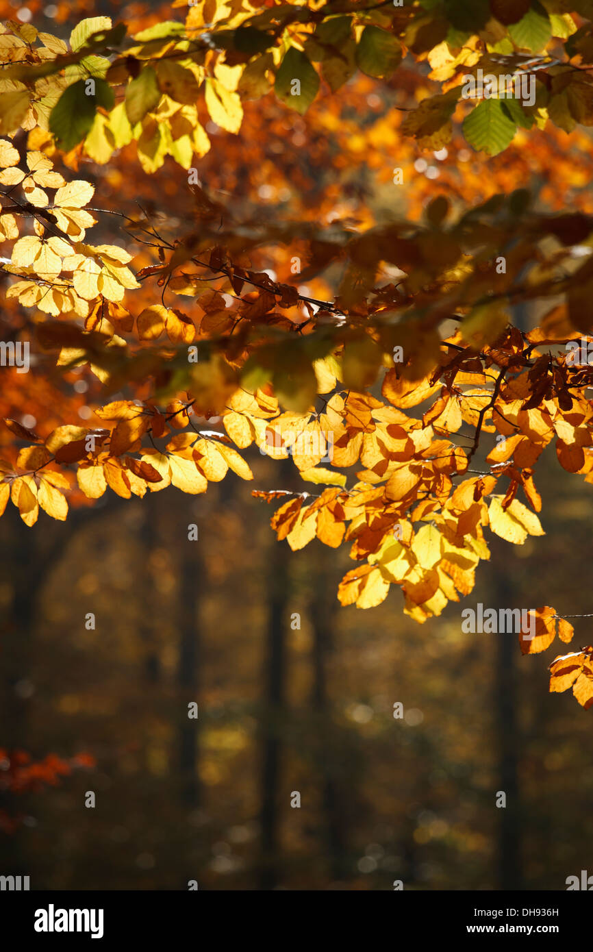 Park autumn fall background hi-res stock photography and images - Alamy