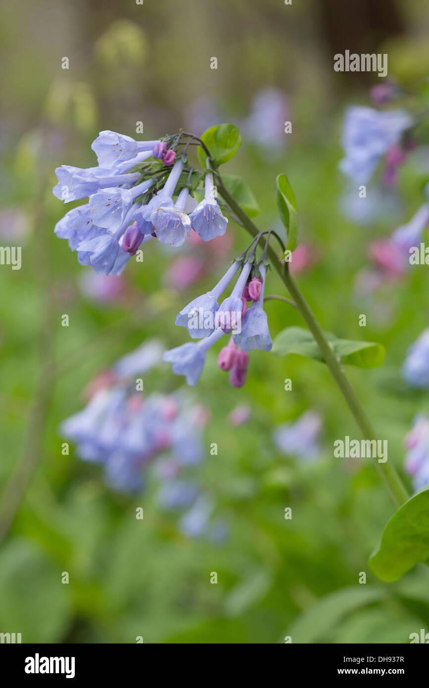 Virginia Bluebell, Mertensia virginica. Flower stem with clusters of funnel shaped, pale blue flowers. More growing behind. Stock Photo