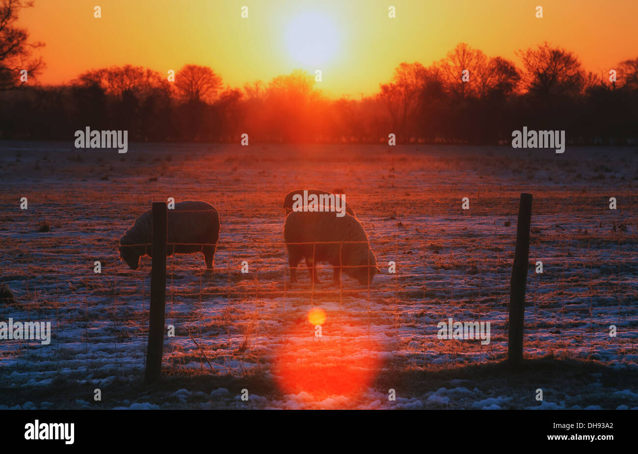 Sheep Grazing In A Frosty Field At Sunrise; Kent, England Stock Photo