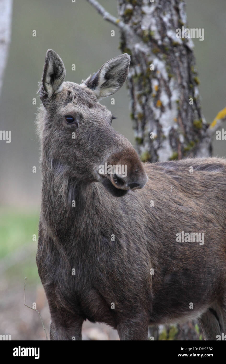 Portrait of an Elk (Alces alces). Matsalu National Park, Estonia Stock Photo