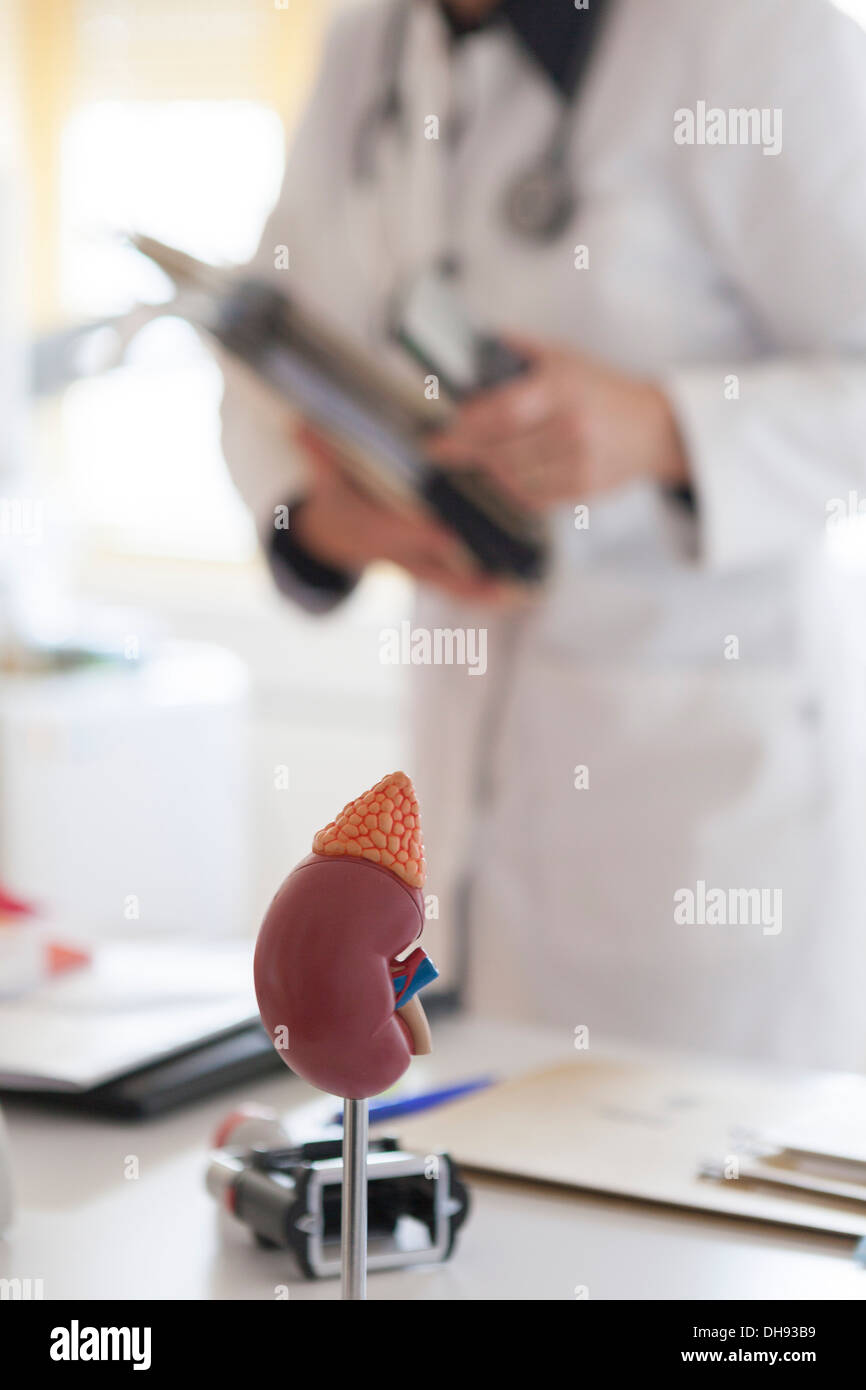 Model of a human kidney model on endocrinologist table Stock Photo