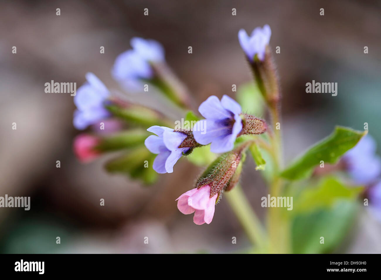 Lungwort, Pulmonaria officinalis. Cluster of small, funnel shaped  pale blue and pink flowers. Stock Photo