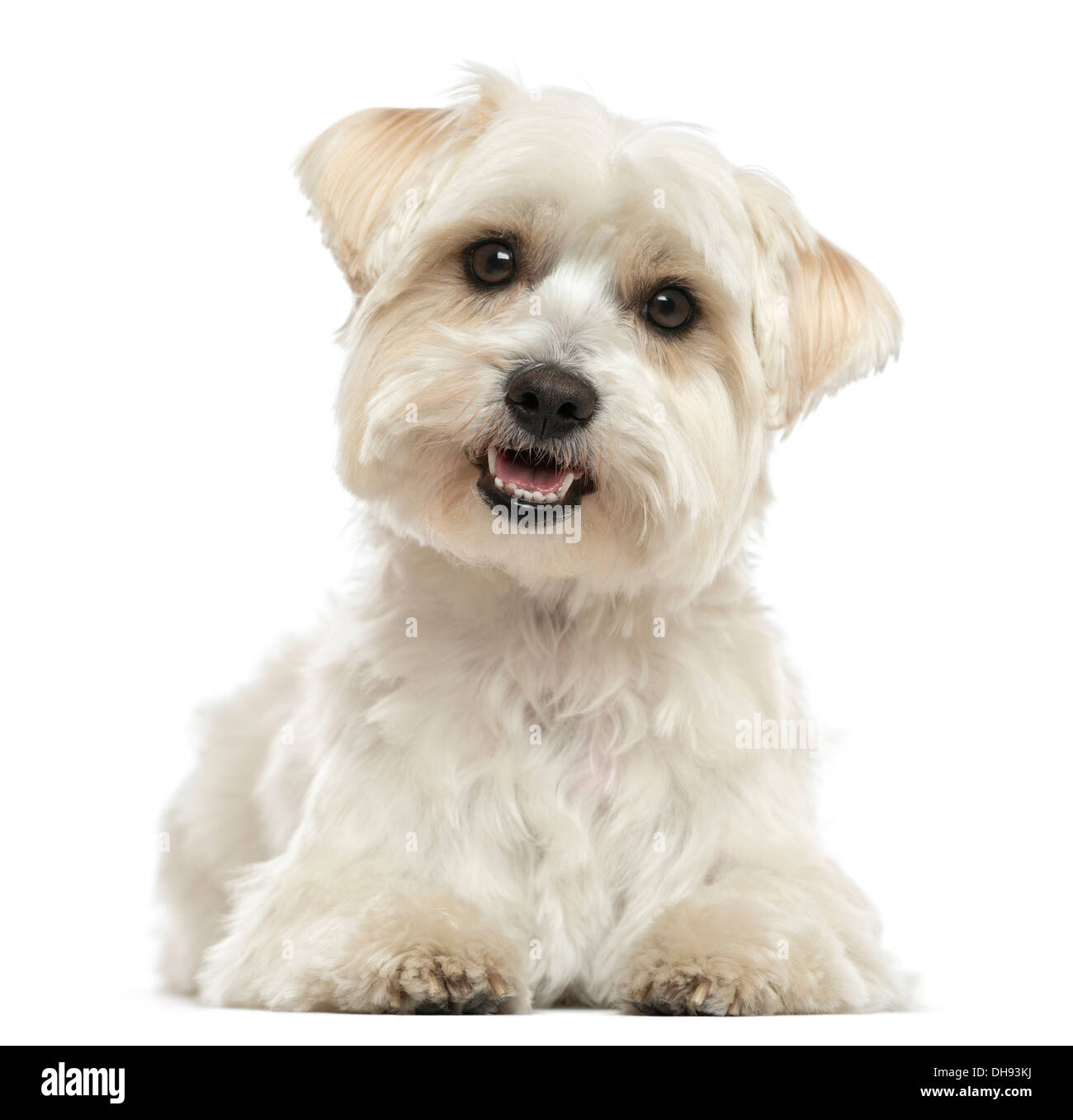 Maltese, lying down, panting, looking at the camera against white background Stock Photo