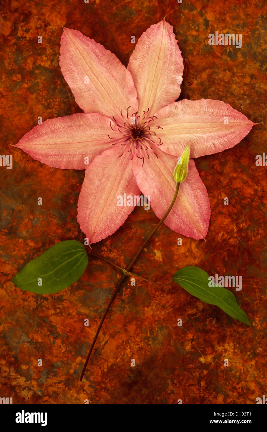 Clematis 'Hagley Hybrid'. Studio shot of pink flower lying with stem, leaves and bud on rusty sheet. Stock Photo